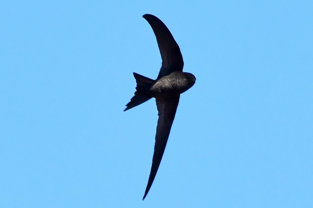 Plain Swift - ML625079578