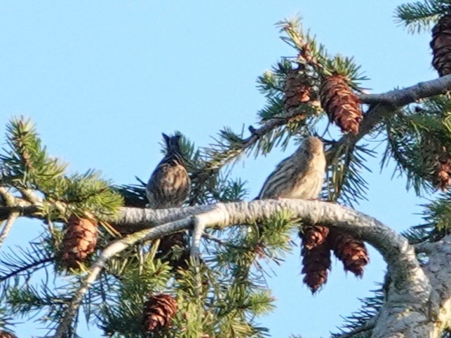 Pine Siskin - ML625079587