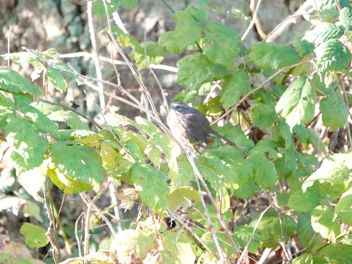 White-crowned Sparrow - ML625079593