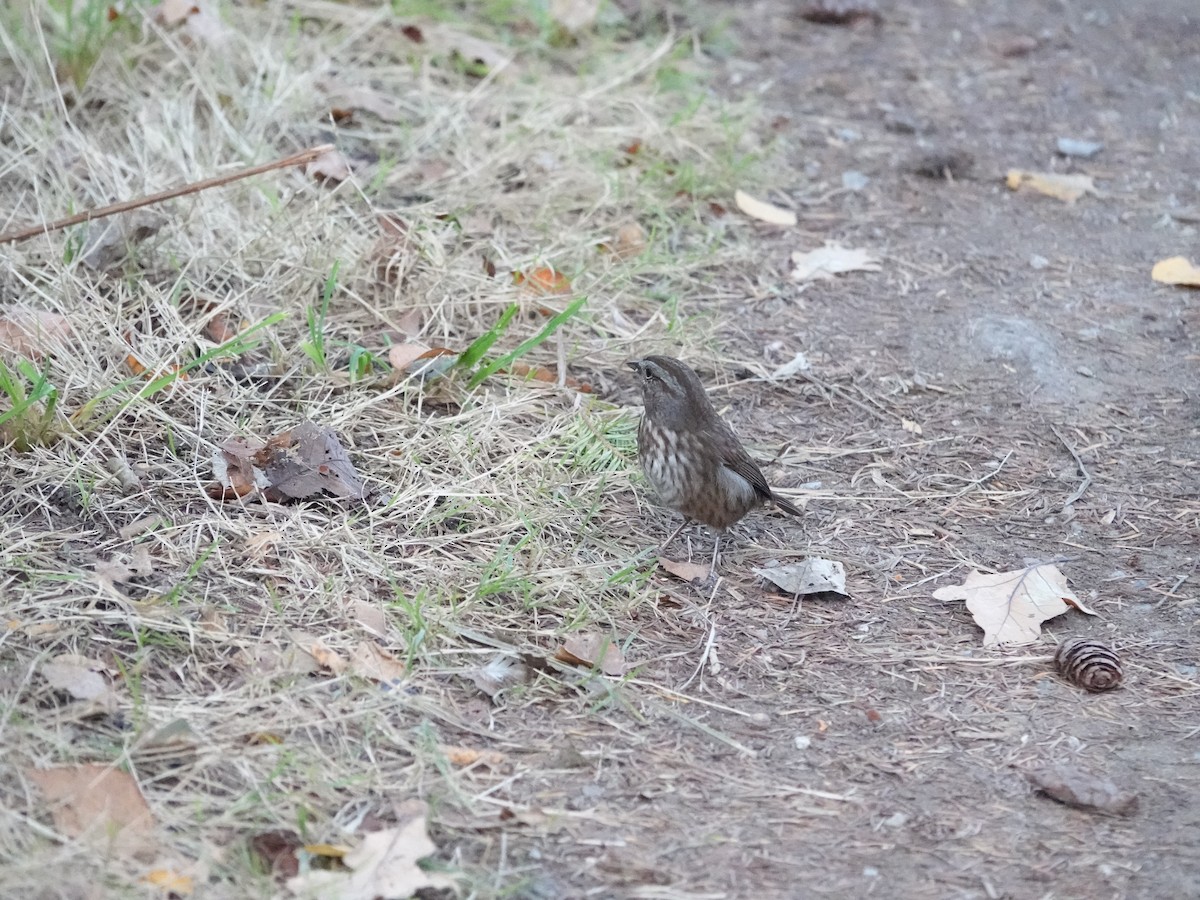 Song Sparrow - ML625079597