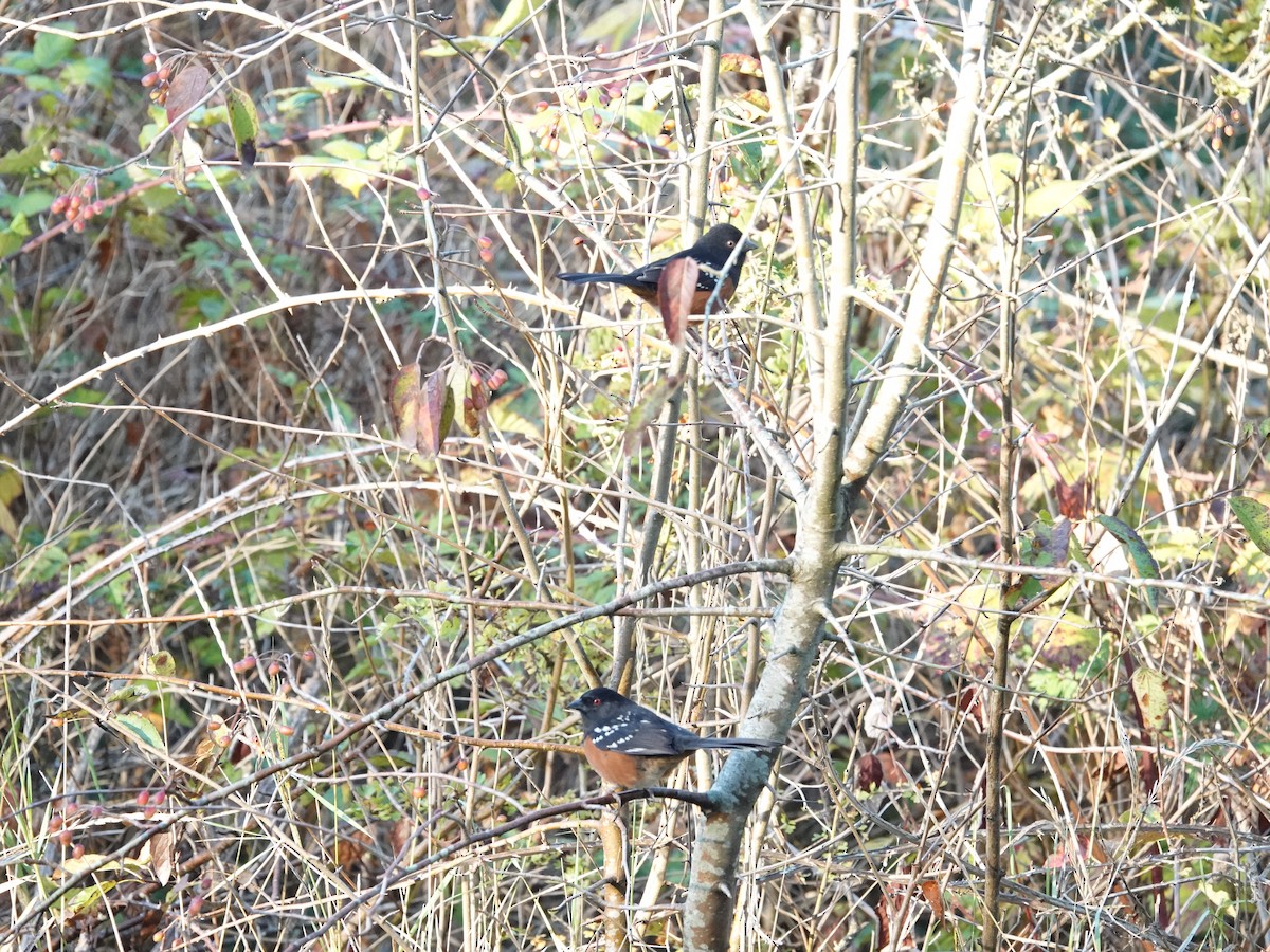 Spotted Towhee - ML625079623