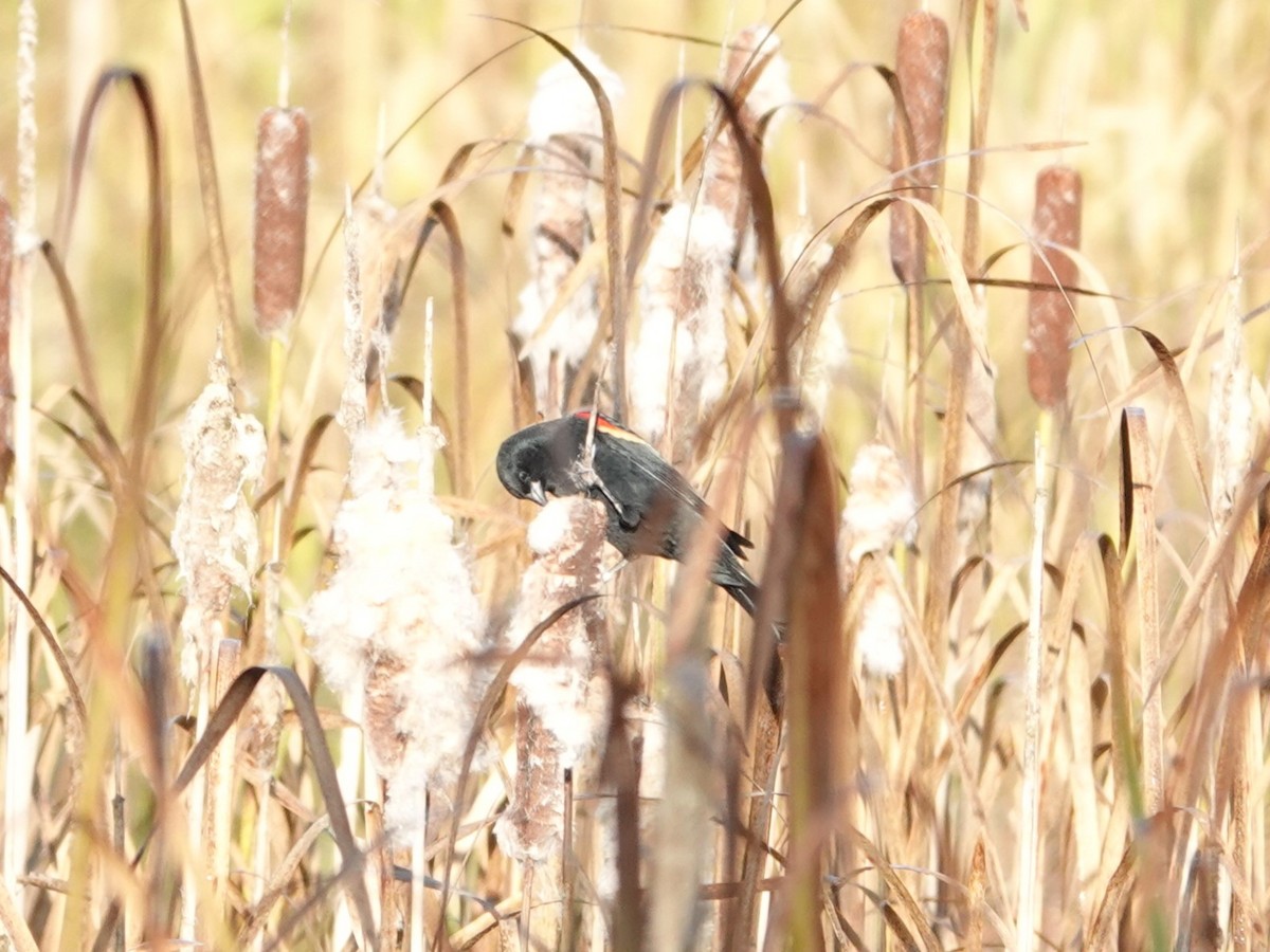 Red-winged Blackbird - ML625079636