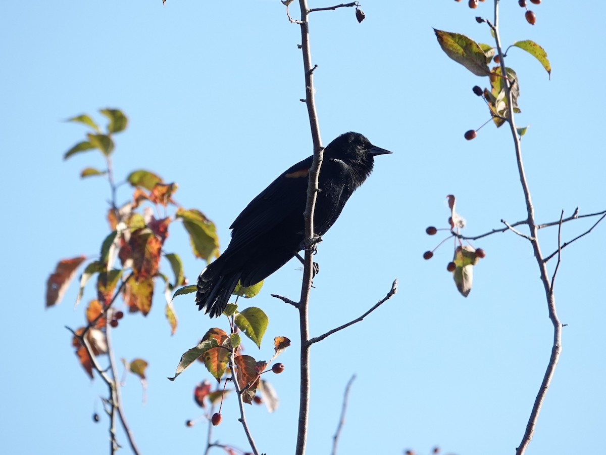 Red-winged Blackbird - ML625079637