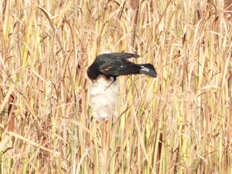 Red-winged Blackbird - ML625079638