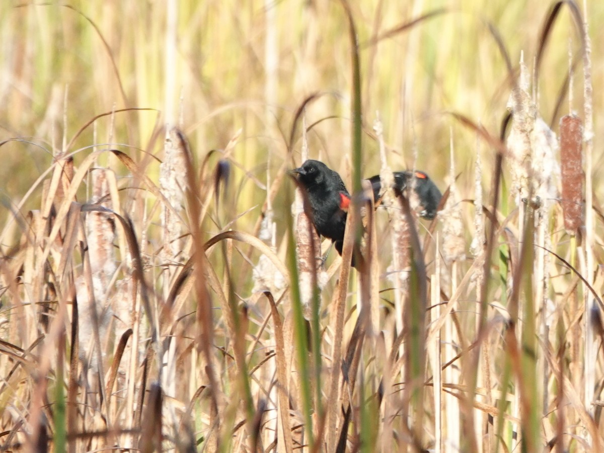 Red-winged Blackbird - ML625079639