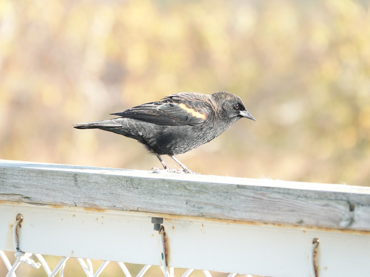 Red-winged Blackbird - ML625079640