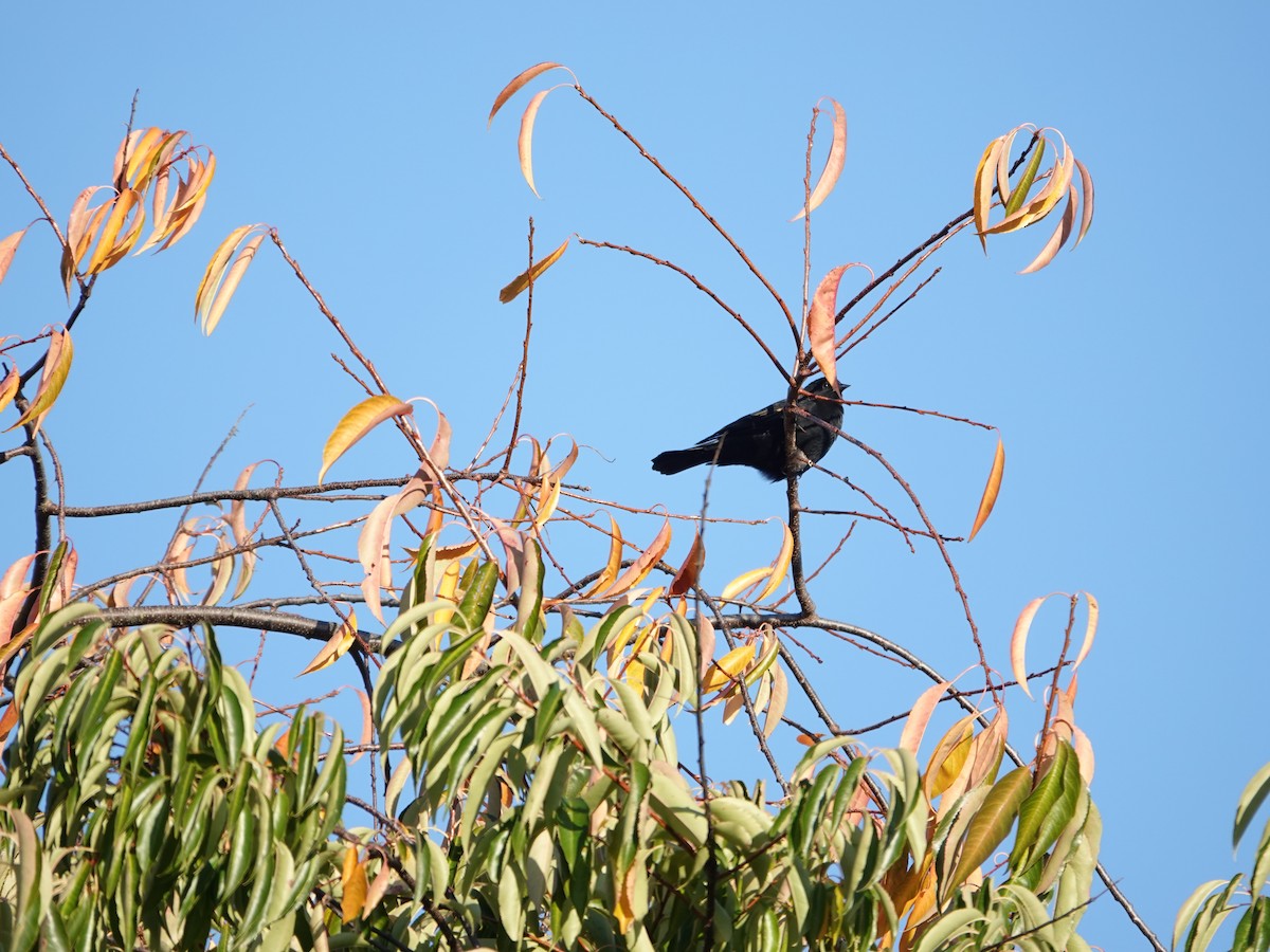 Red-winged Blackbird - ML625079641