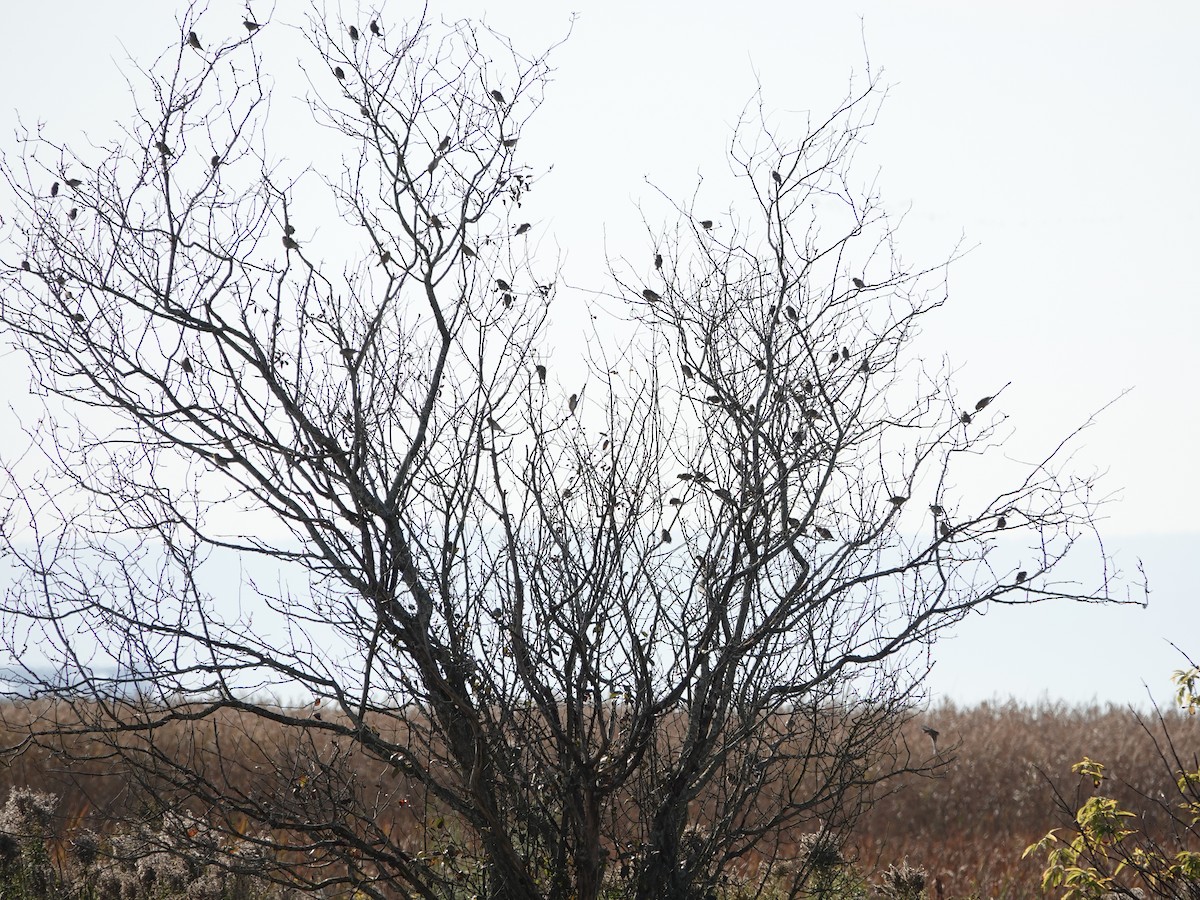 Red-winged Blackbird - ML625079642