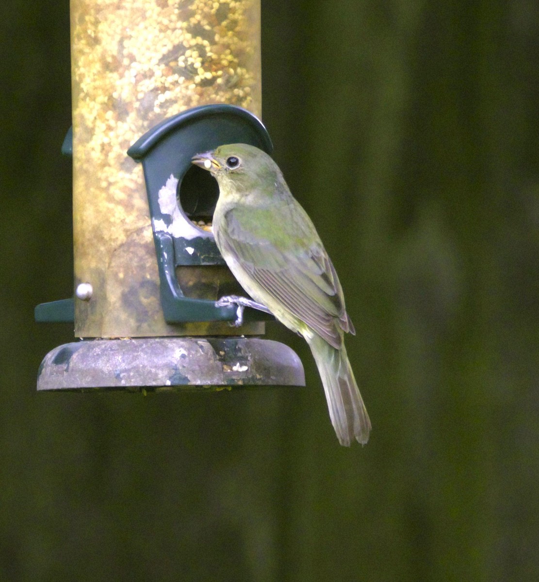 Painted Bunting - ML625079660