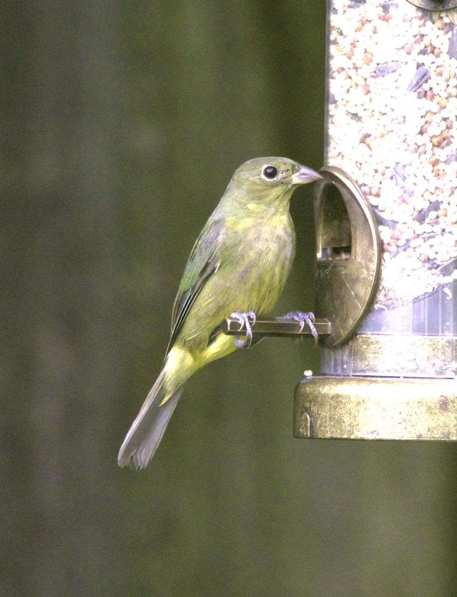 Painted Bunting - ML625079661