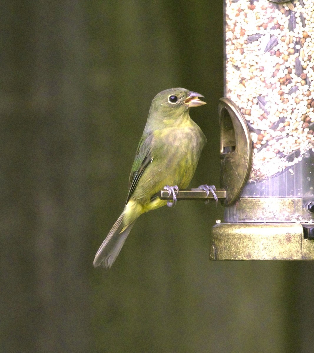 Painted Bunting - ML625079662