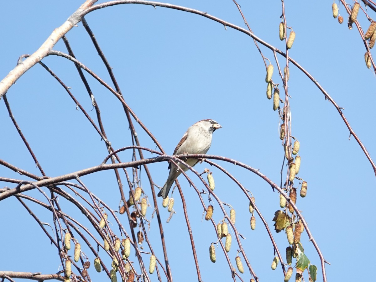 House Sparrow - ML625079687