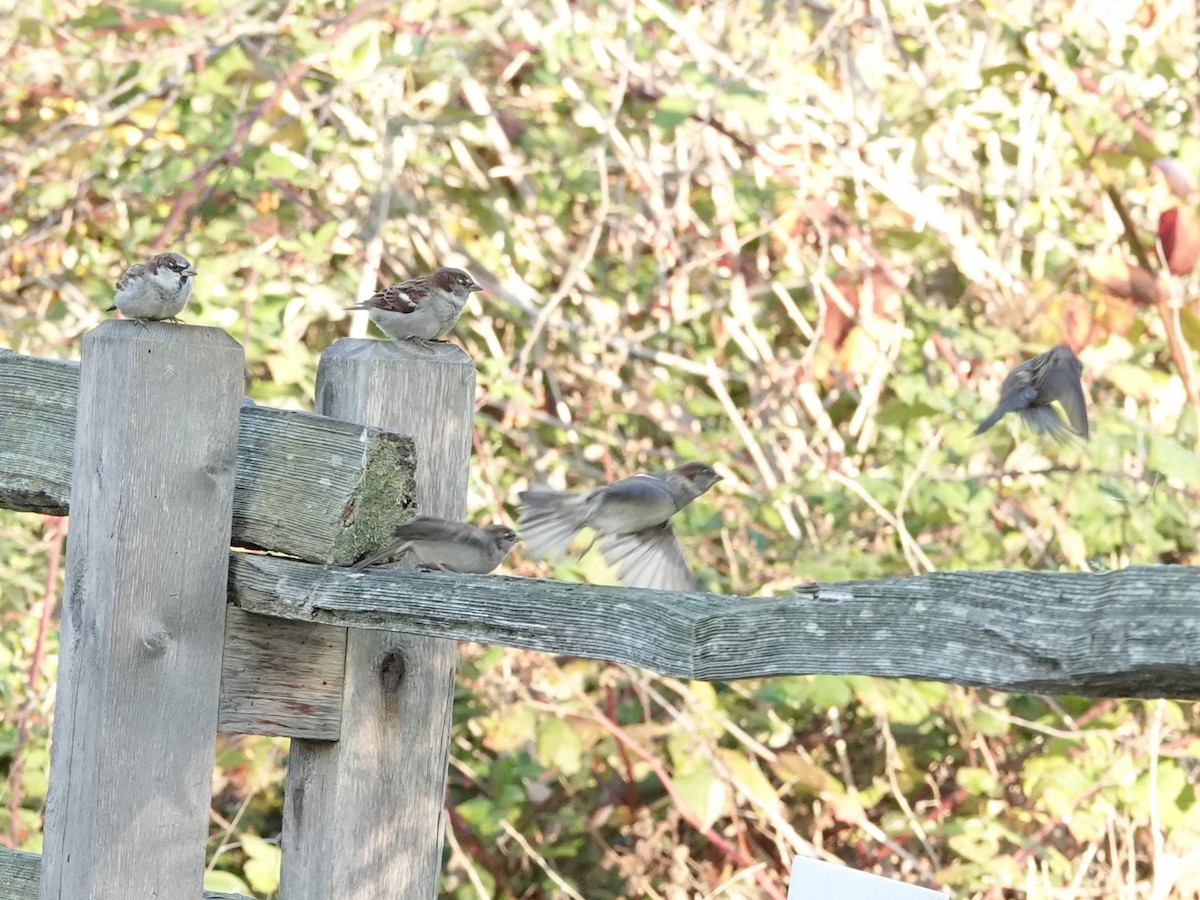 House Sparrow - ML625079688