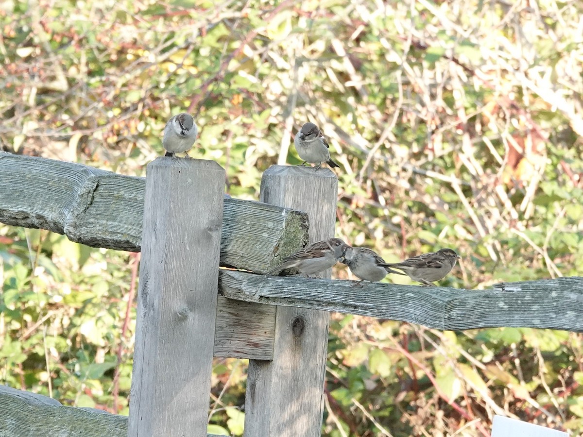 House Sparrow - ML625079689