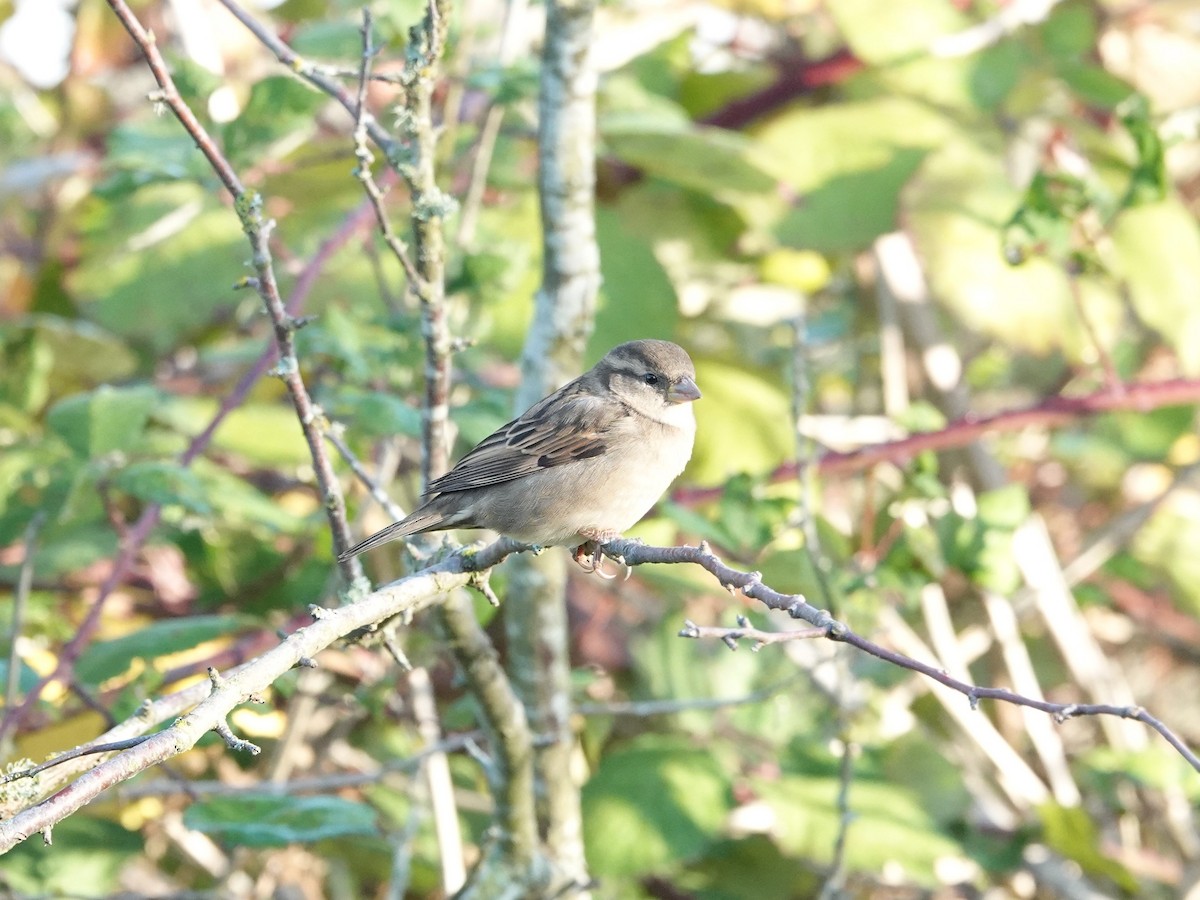 House Sparrow - ML625079690