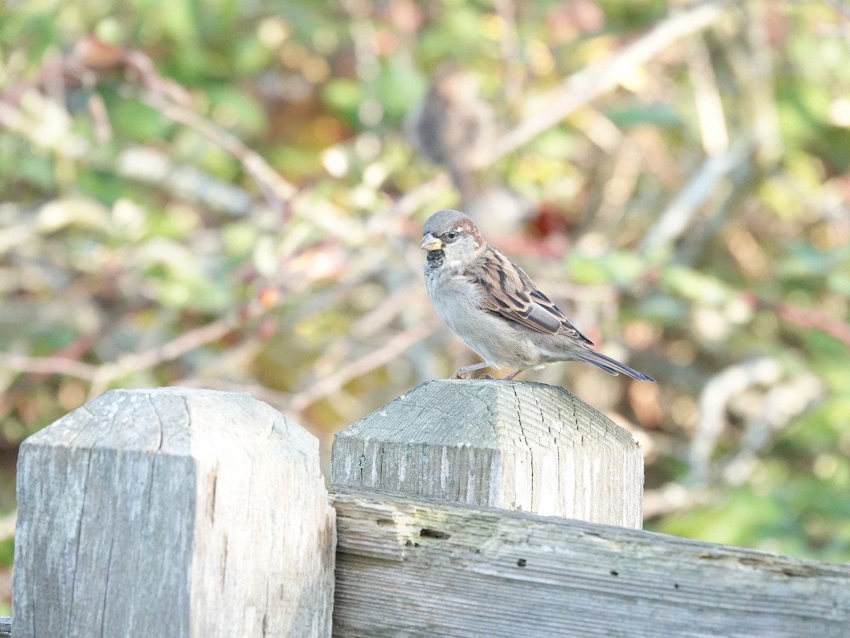 House Sparrow - ML625079691