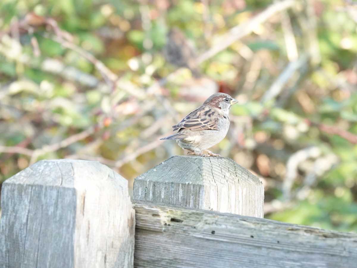 House Sparrow - ML625079692