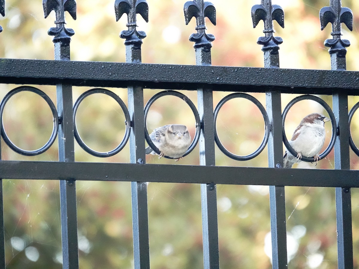 House Sparrow - ML625079693