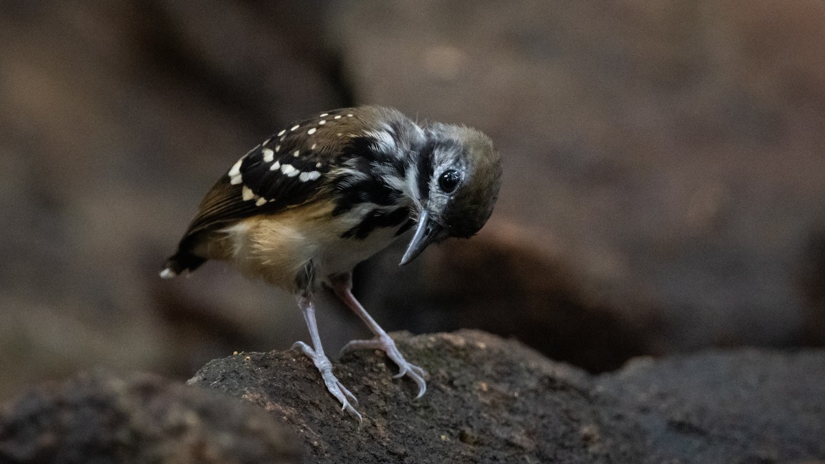 Dot-backed Antbird - ML625079828