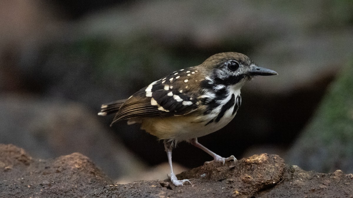 Dot-backed Antbird - Mathurin Malby