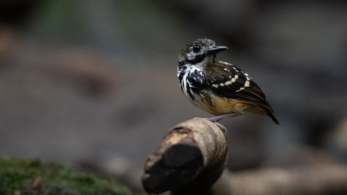 Dot-backed Antbird - ML625079877