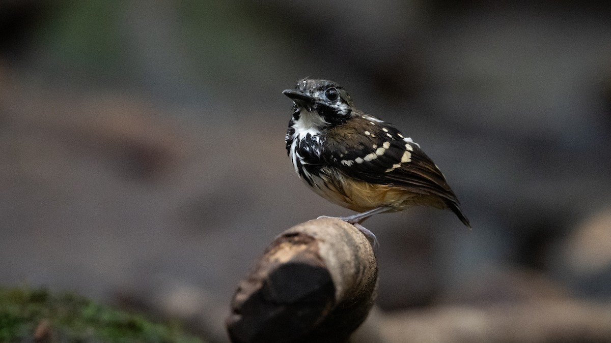 Dot-backed Antbird - ML625079887