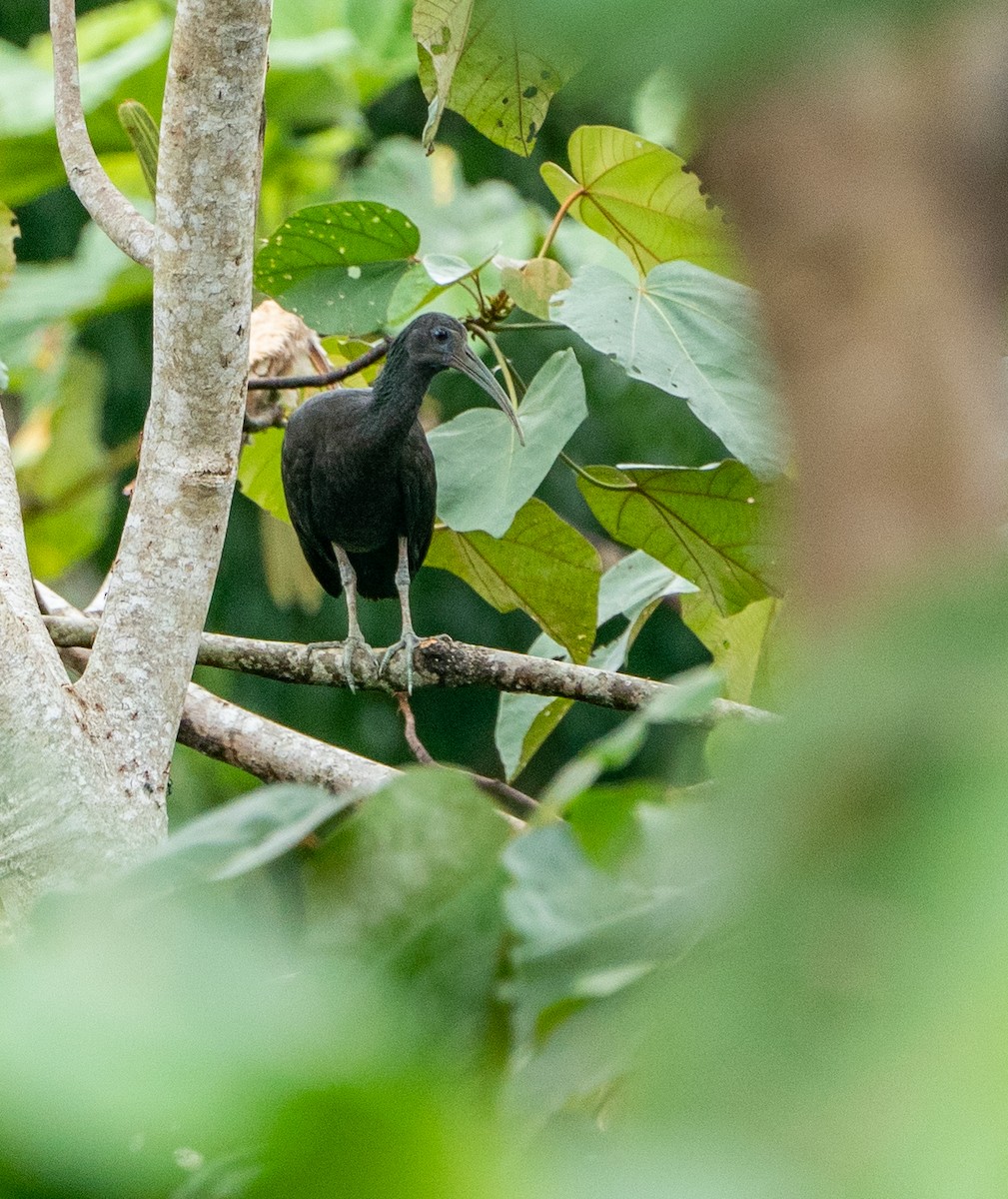 Green Ibis - ML625079991