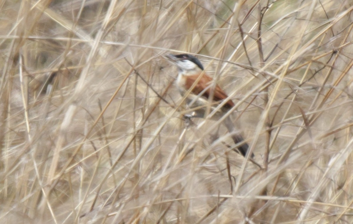 Marsh Tchagra (Anchieta's) - ML625080071