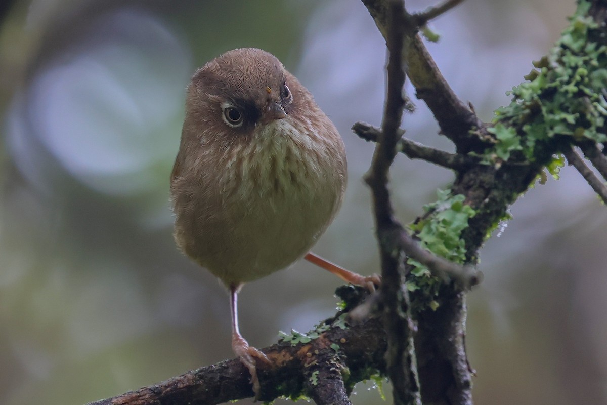 Taiwan Fulvetta - ML625080117