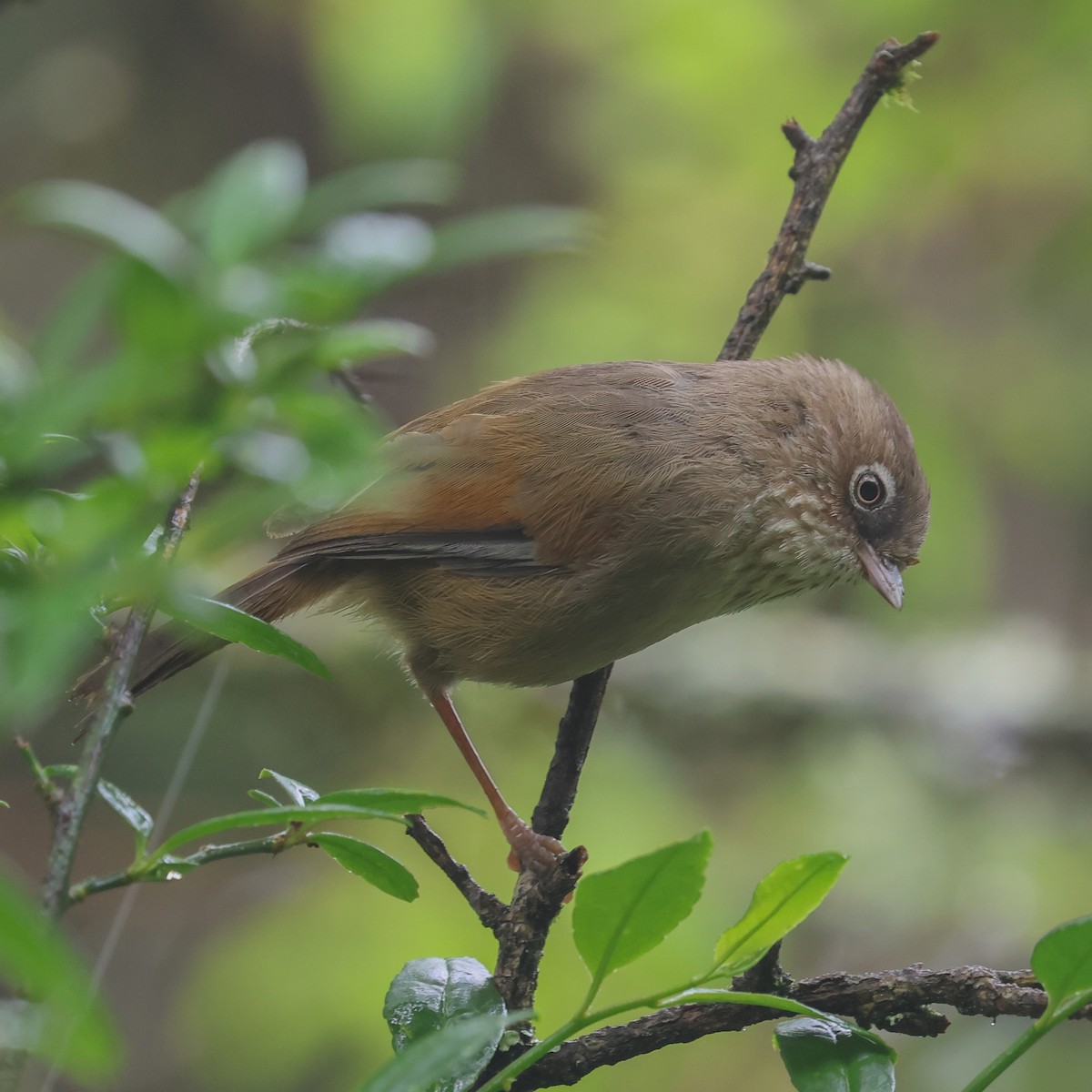 Taiwan Fulvetta - ML625080118