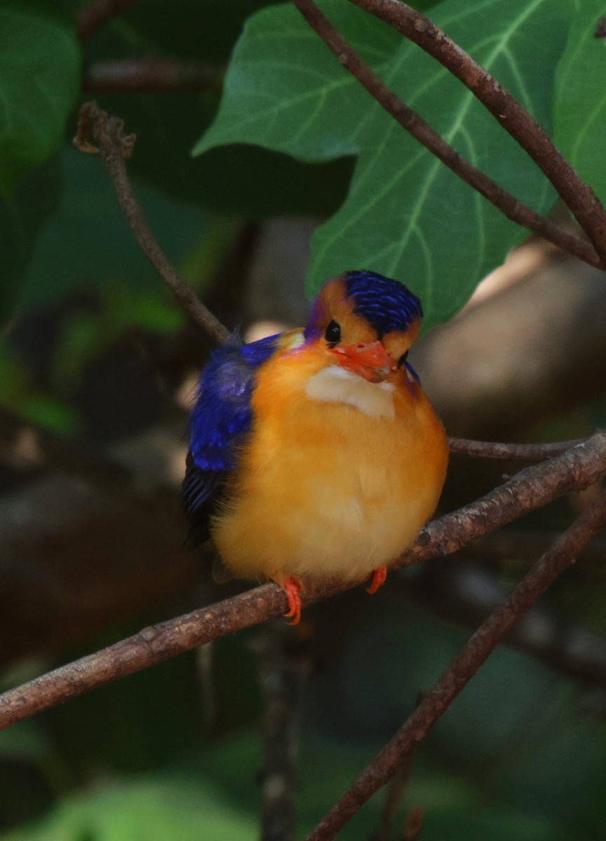 African Pygmy Kingfisher - ML625080207