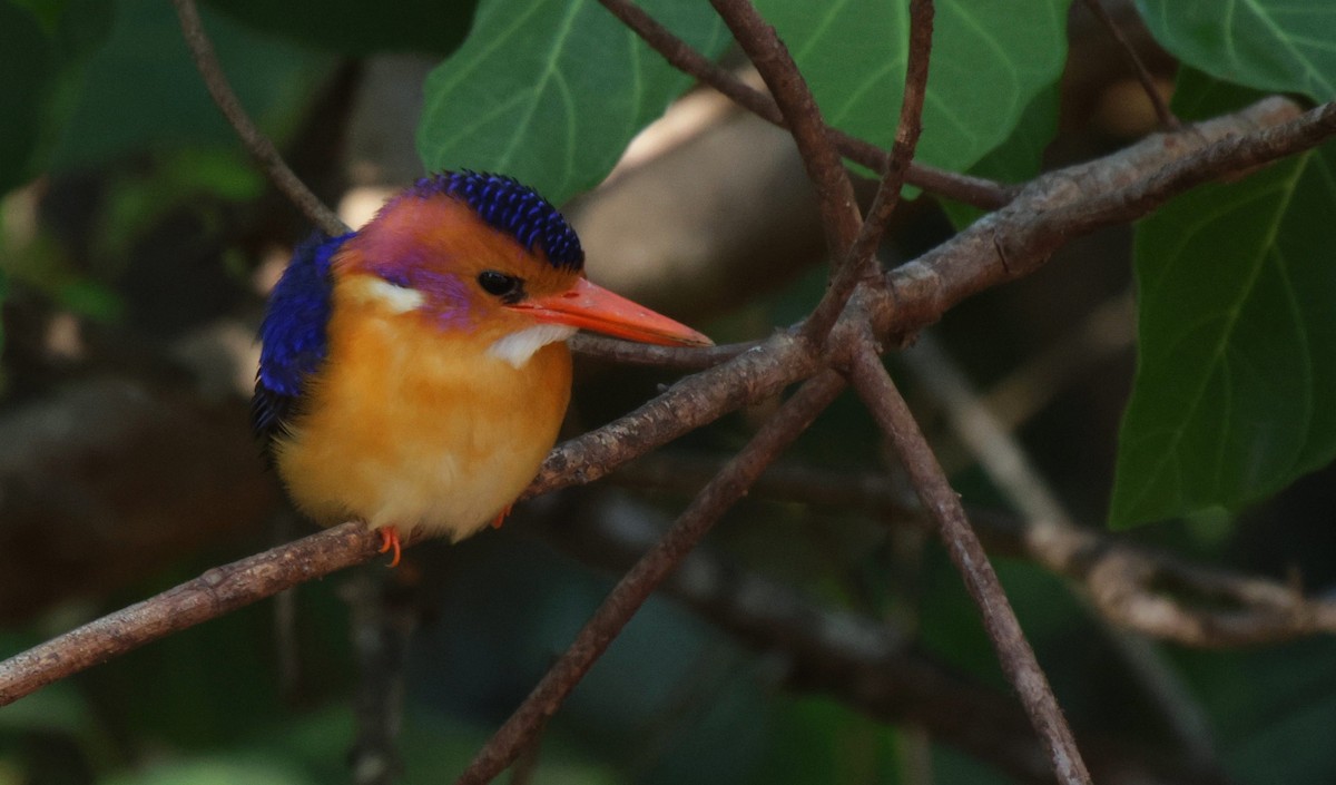 African Pygmy Kingfisher - ML625080209