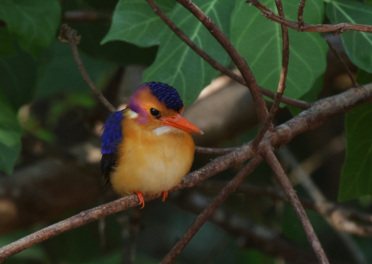 African Pygmy Kingfisher - ML625080210