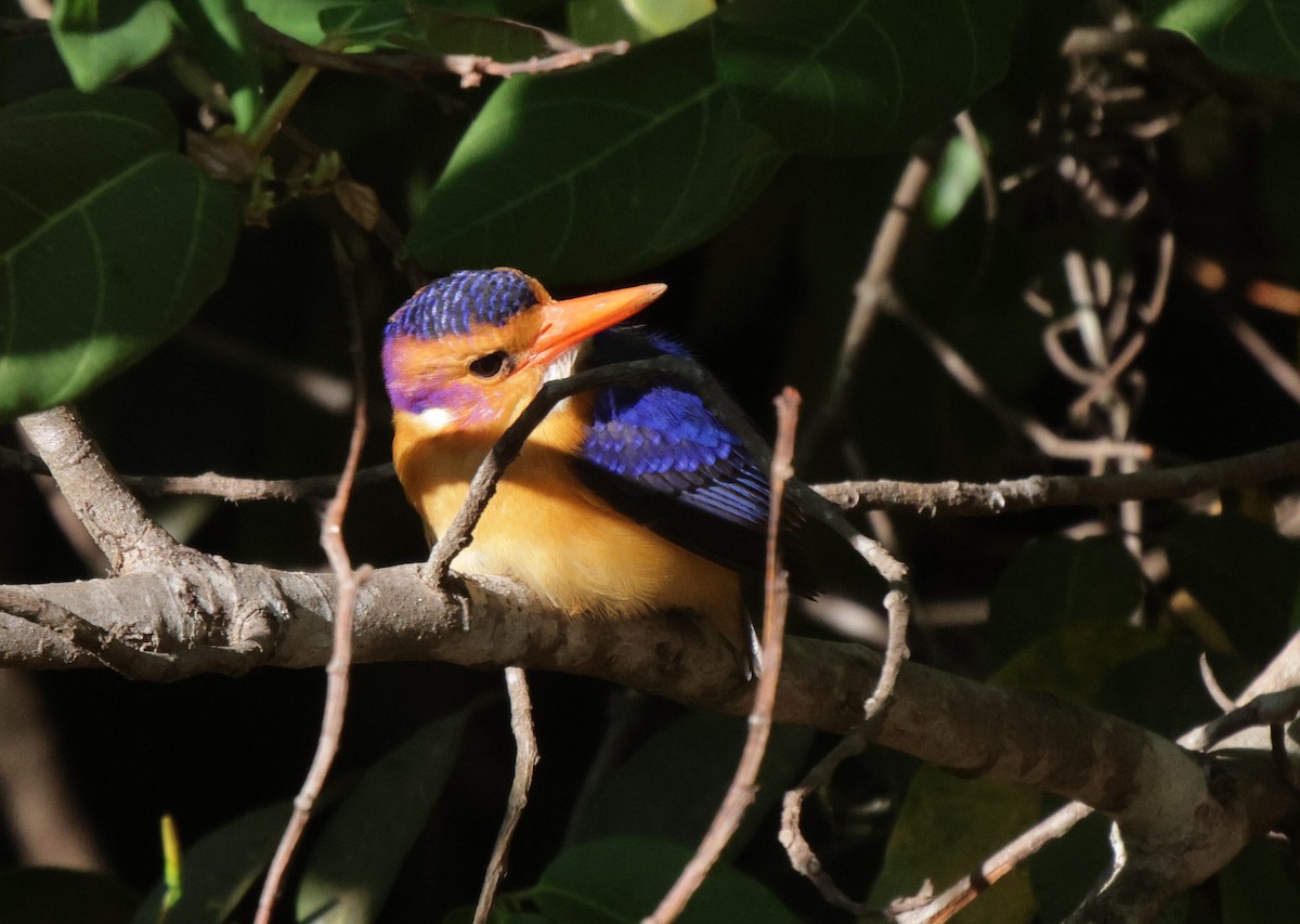 African Pygmy Kingfisher - ML625080211