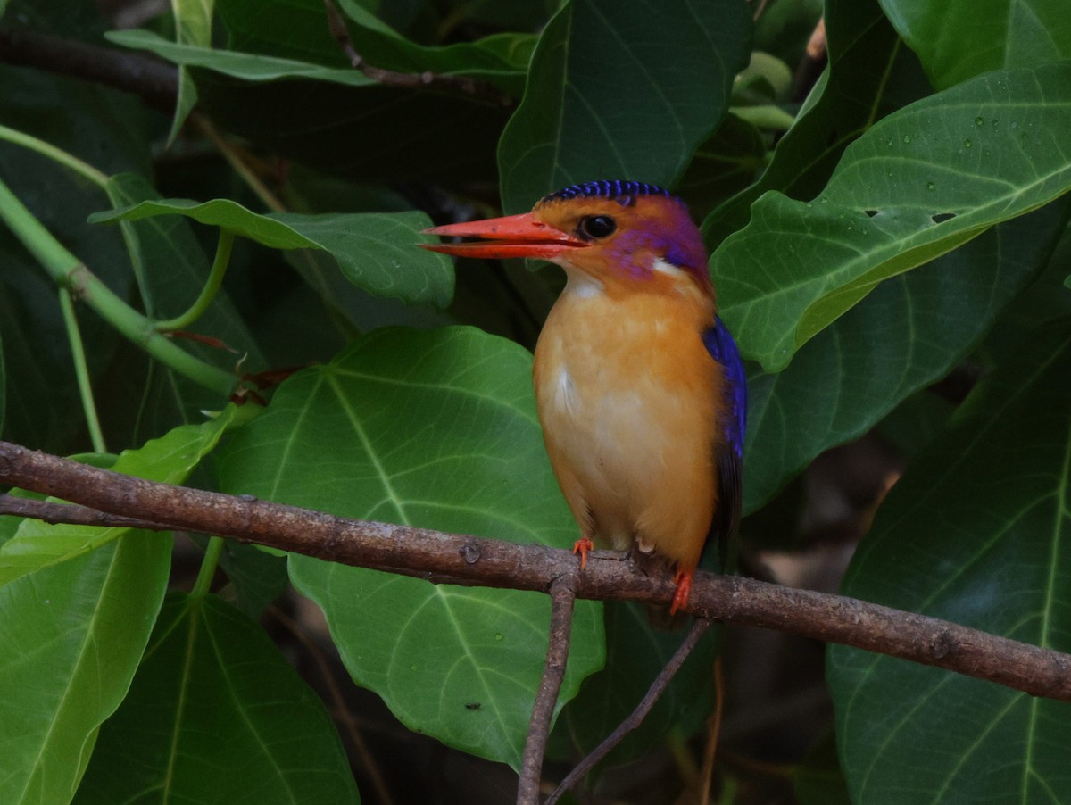 African Pygmy Kingfisher - ML625080212