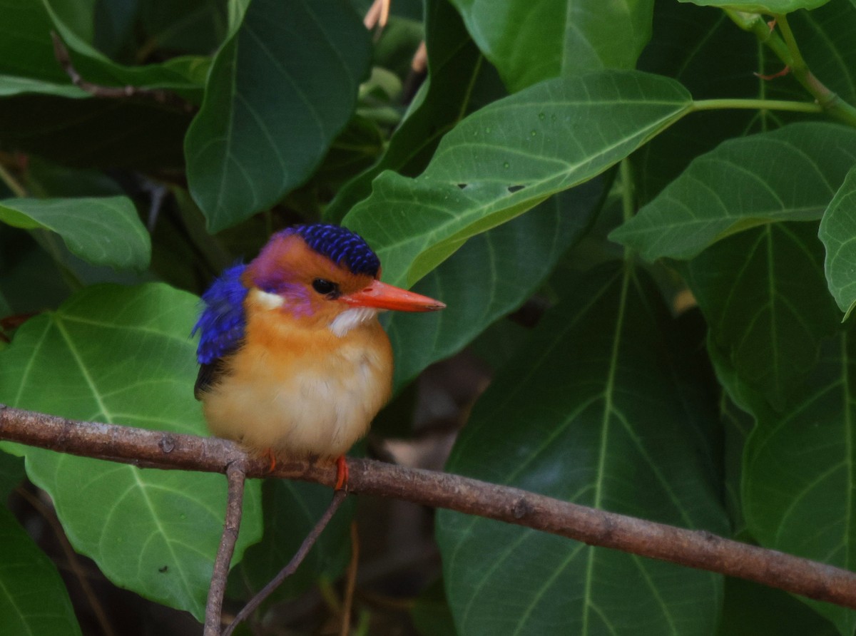 African Pygmy Kingfisher - ML625080213