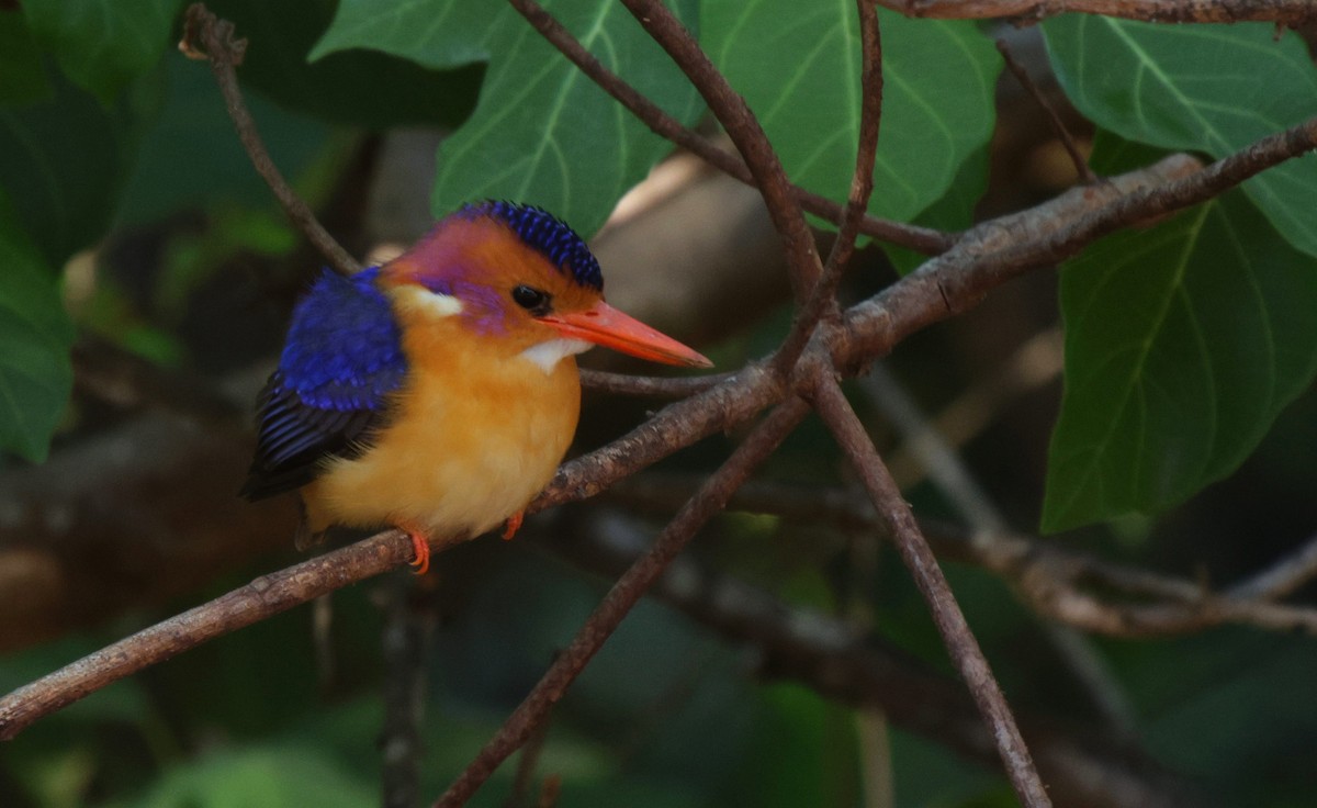 African Pygmy Kingfisher - ML625080214