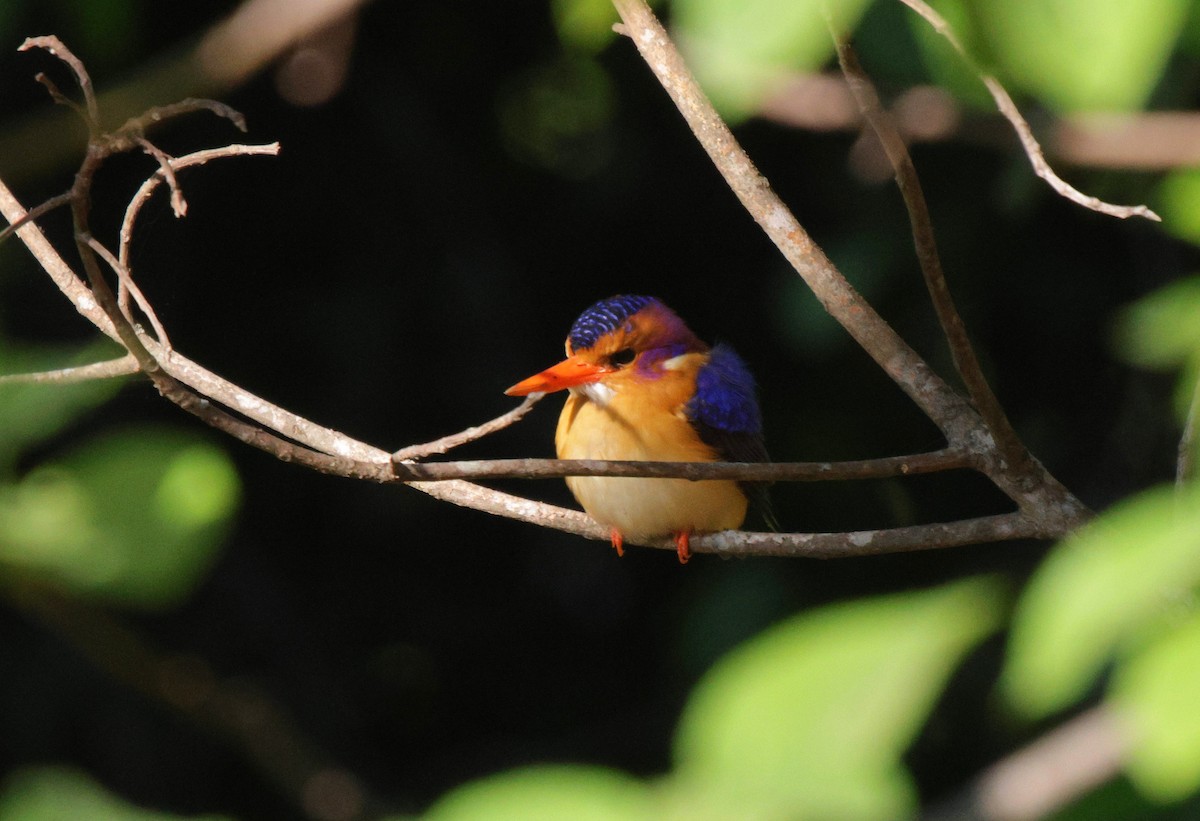 African Pygmy Kingfisher - ML625080215