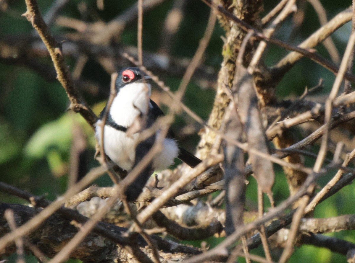 Black-throated Wattle-eye - ML625080221