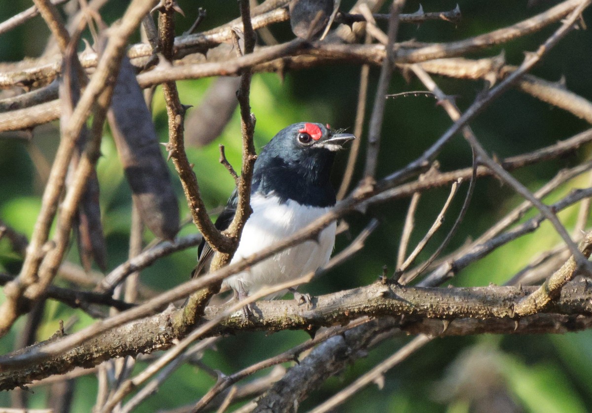 Black-throated Wattle-eye - ML625080222