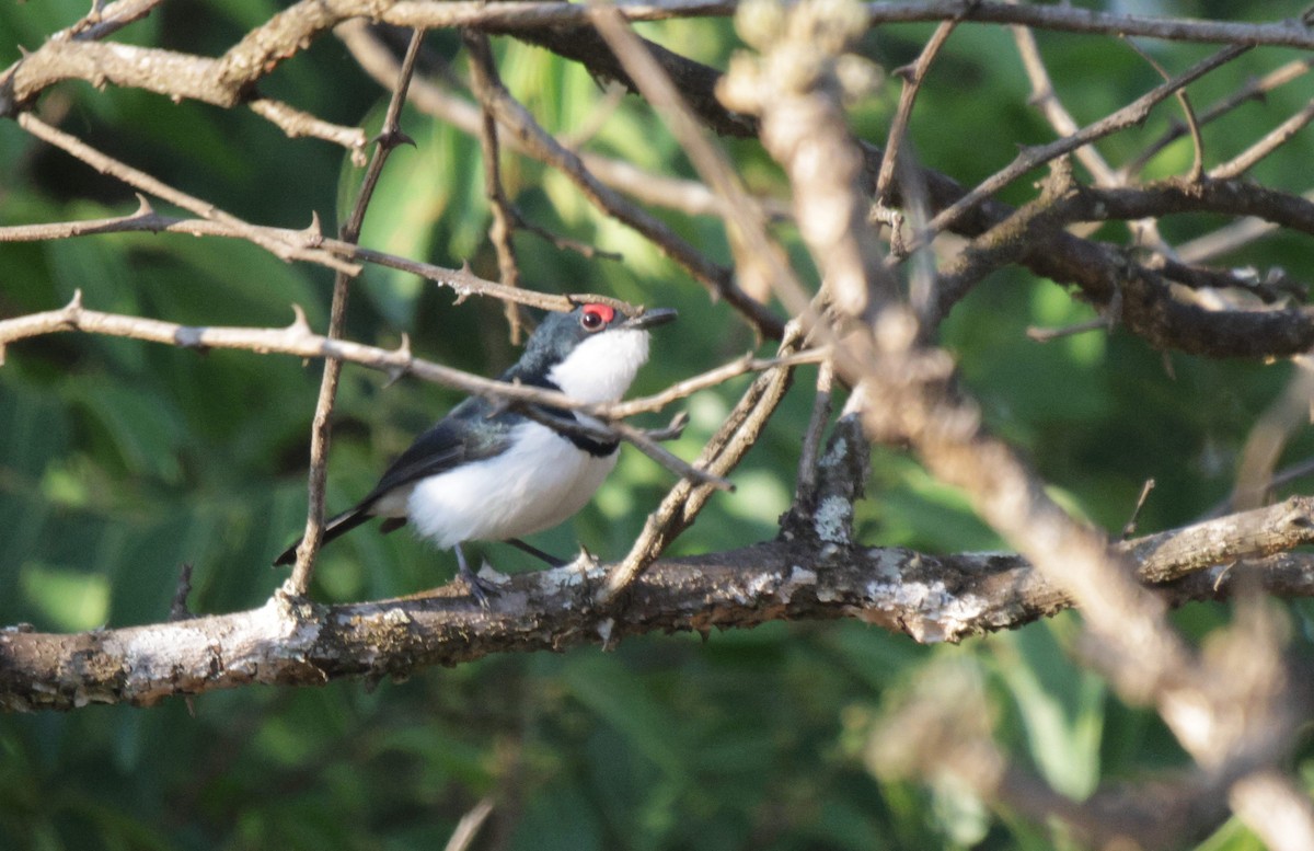 Black-throated Wattle-eye - ML625080223