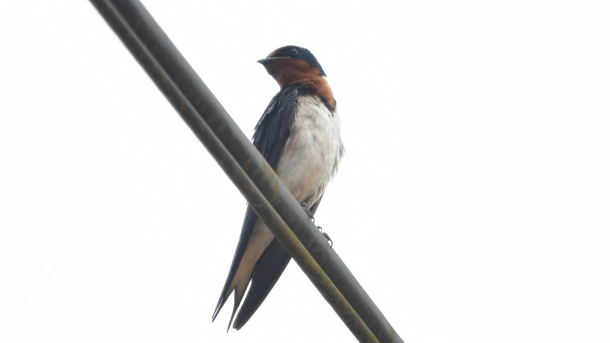 Red-chested Swallow - ML625080224