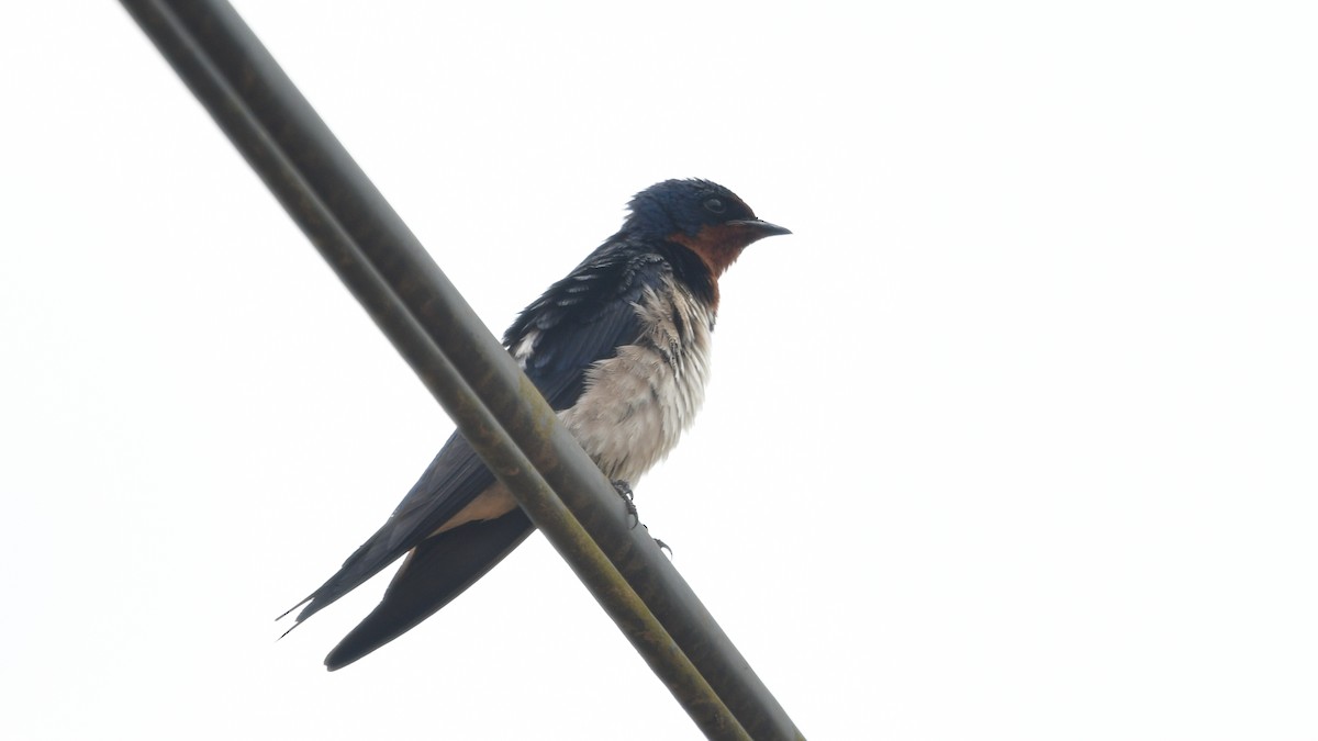 Red-chested Swallow - ML625080229