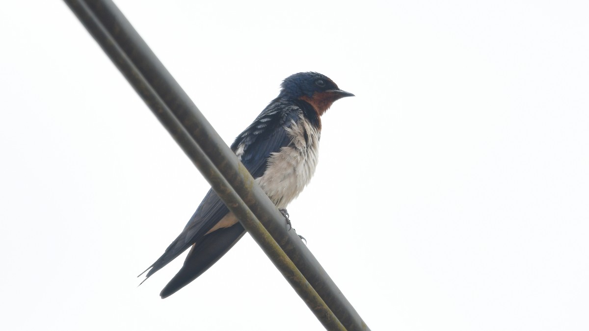 Red-chested Swallow - ML625080236