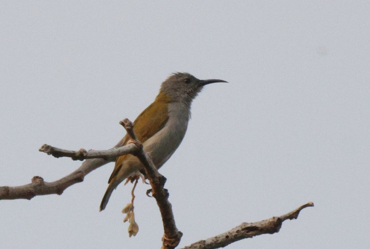 Bannerman's Sunbird - ML625080486