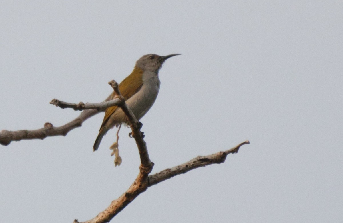 Bannerman's Sunbird - ML625080487