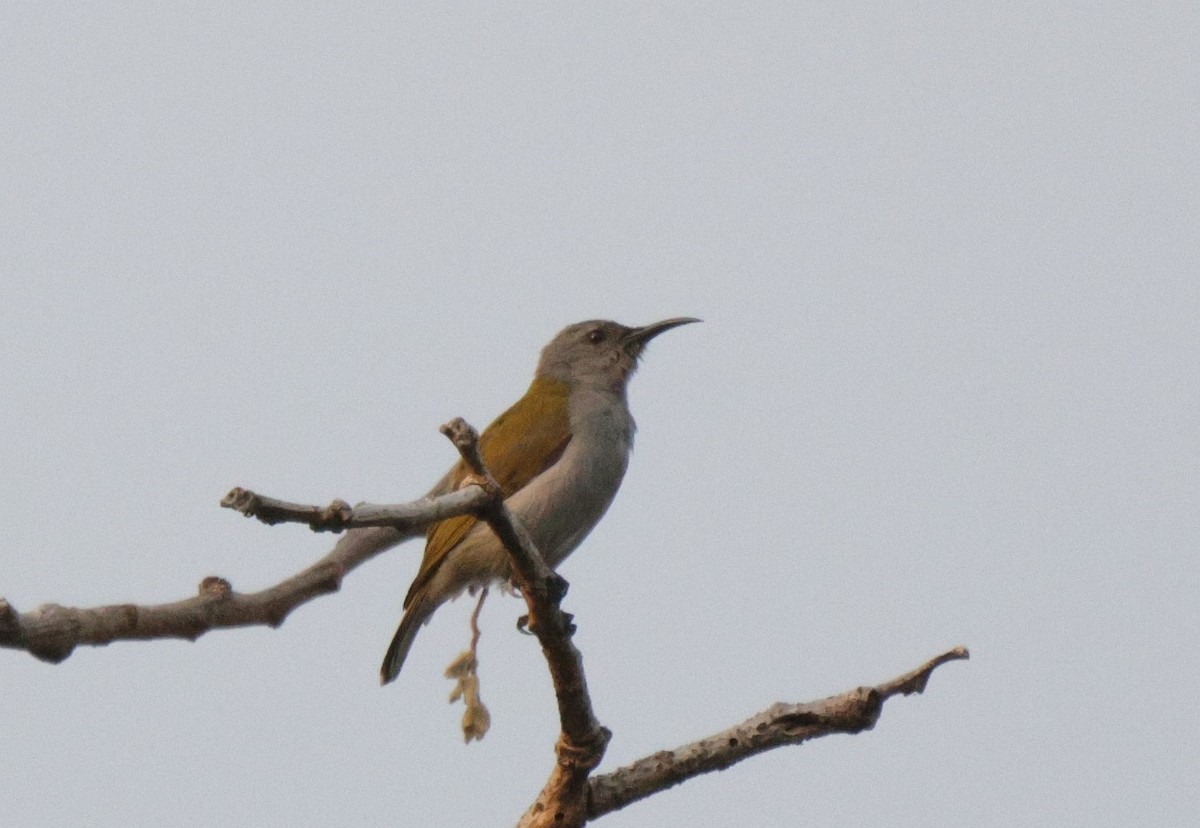 Bannerman's Sunbird - ML625080488