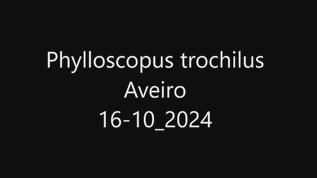 Ногоон дууч шувуу - ML625080490
