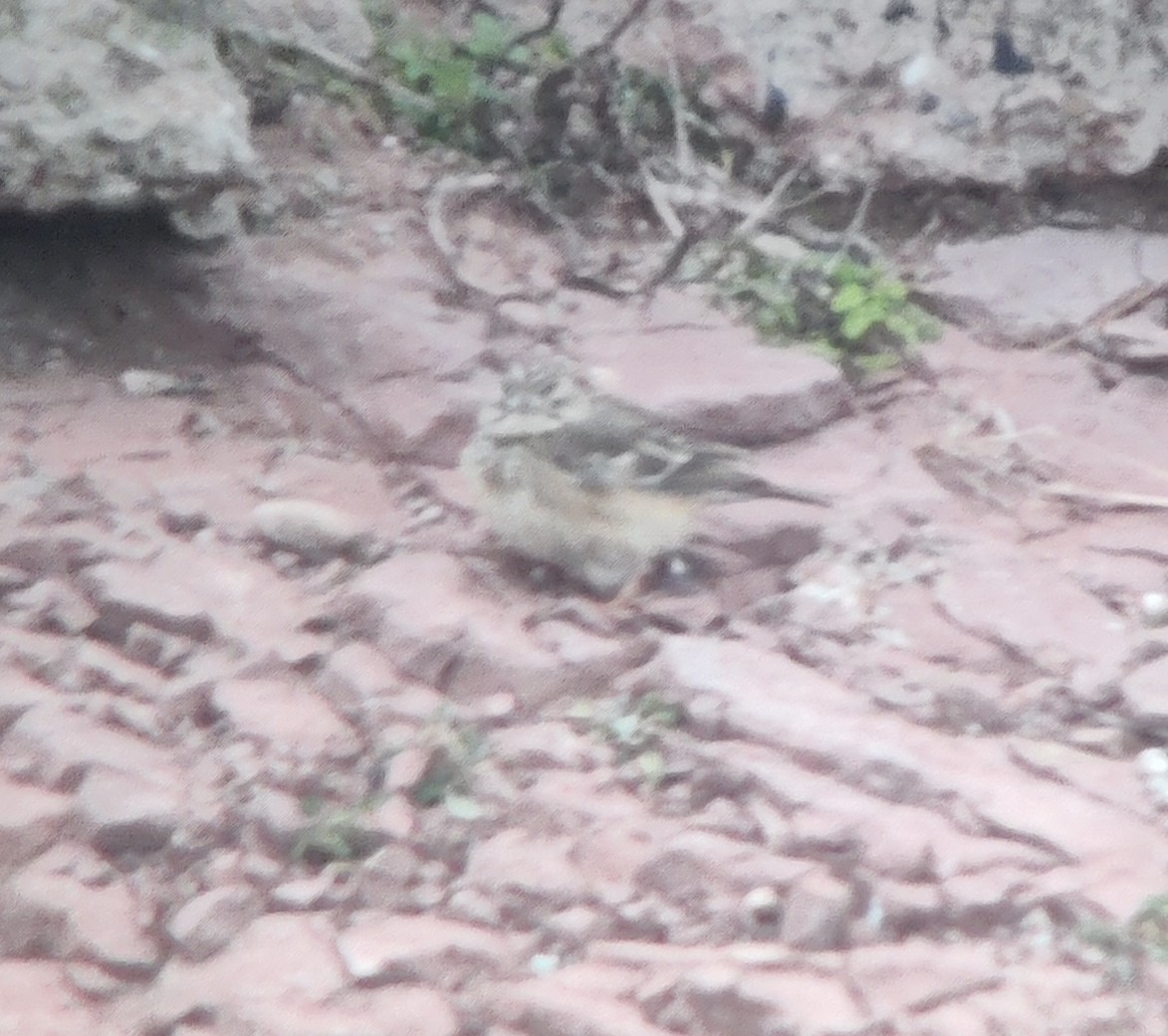 Blyth's Pipit - ML625080533