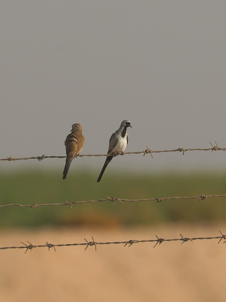 Namaqua Dove - ML625080549